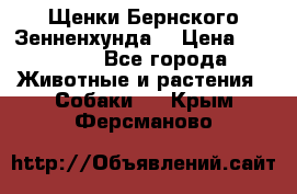 Щенки Бернского Зенненхунда  › Цена ­ 40 000 - Все города Животные и растения » Собаки   . Крым,Ферсманово